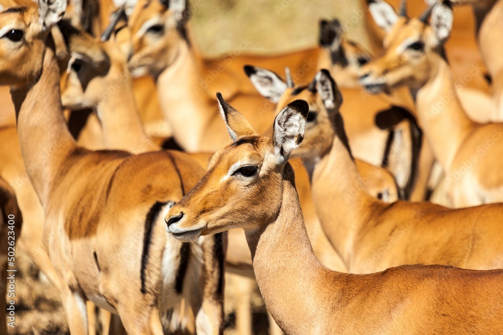 Herd of Impala (Aepyceros melampus) in a forest, Serengeti National Park, Tanzania Herd of Impala (Aepyceros melampus) in a forest, Serengeti National Park, Tanzania