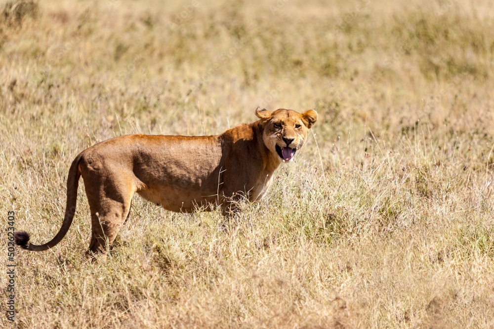 Lioness (Panthera leo) in a forest, South Luangwa National Park, Zambia Lioness (Panthera leo) in a forest, South Luangwa National Park, Zambia