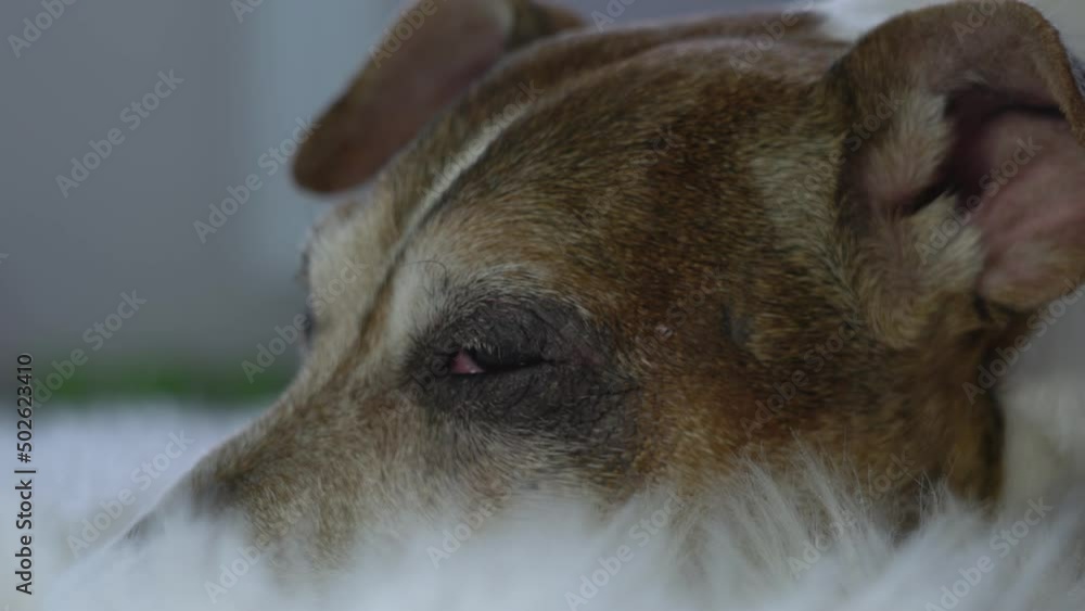 Elderly dog Jack Russell terrier asleep on white fluffy carpet at home close macro view. Animals health care concept. Elderly dog Jack Russell terrier asleep on white fluffy carpet at home close macro view. Animals health care concept.