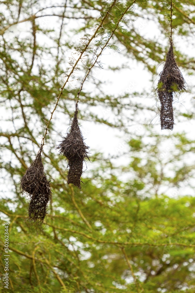 Baya Weaver (Ploceus philippinus) bird's nest on tree, Tanzania Baya Weaver (Ploceus philippinus) bird's nest on tree, Tanzania