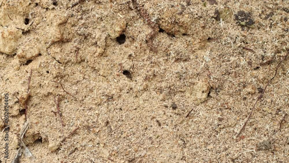 A small nest of ants in a pile of sawdust next to an old tree, A small nest of ants in a pile of sawdust next to an old tree,
