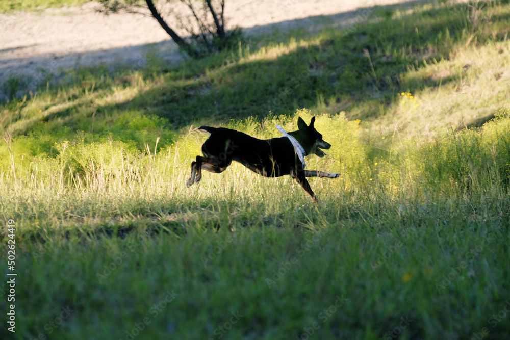 Athletic pet dog running through green meadow during summer outdoors for exercise. Athletic pet dog running through green meadow during summer outdoors for exercise.