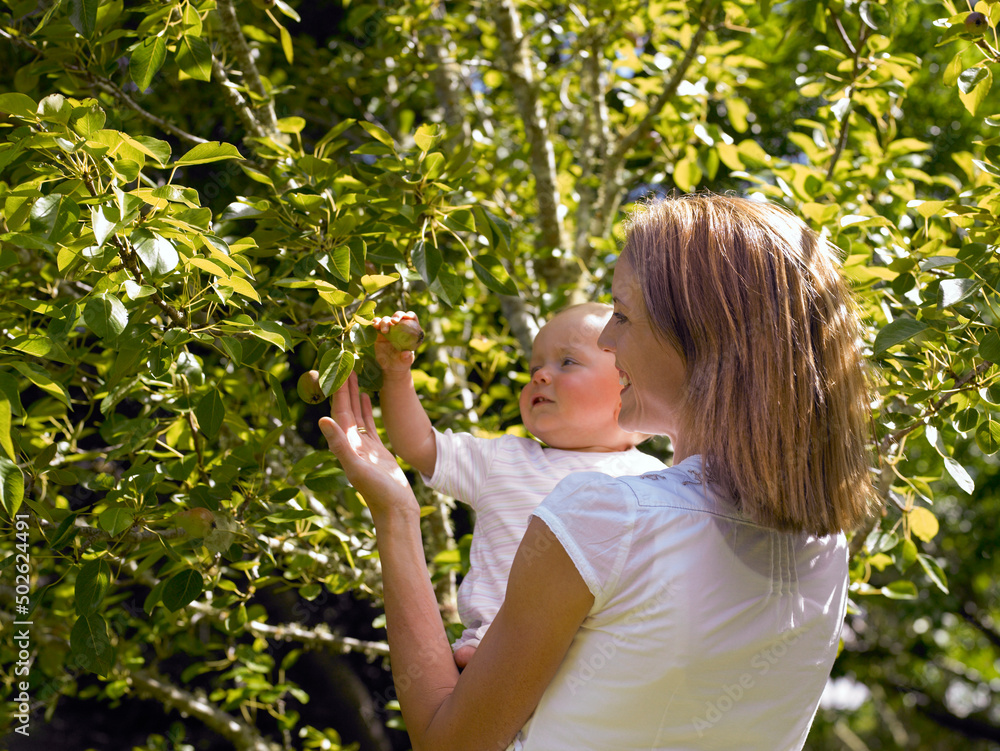 Mother holding toddler showing her baby little apples growing on tree Mother holding toddler showing her baby little apples growing on tree