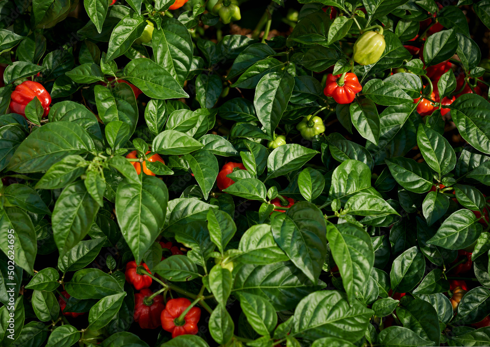 Habanero Chilli plant with red and green chillies Stock Photo | Adobe Stock