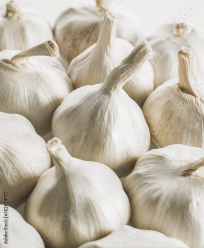 Bulbs of garlic photo
