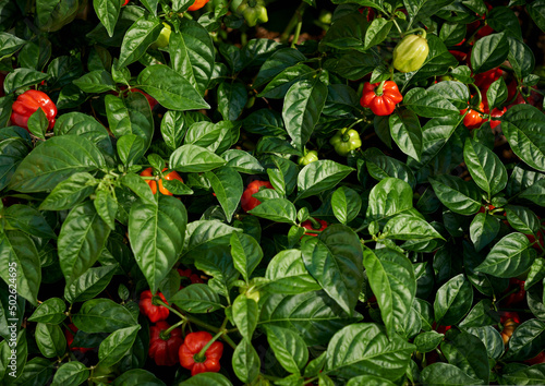Habanero Chilli plant with red and green chillies photo