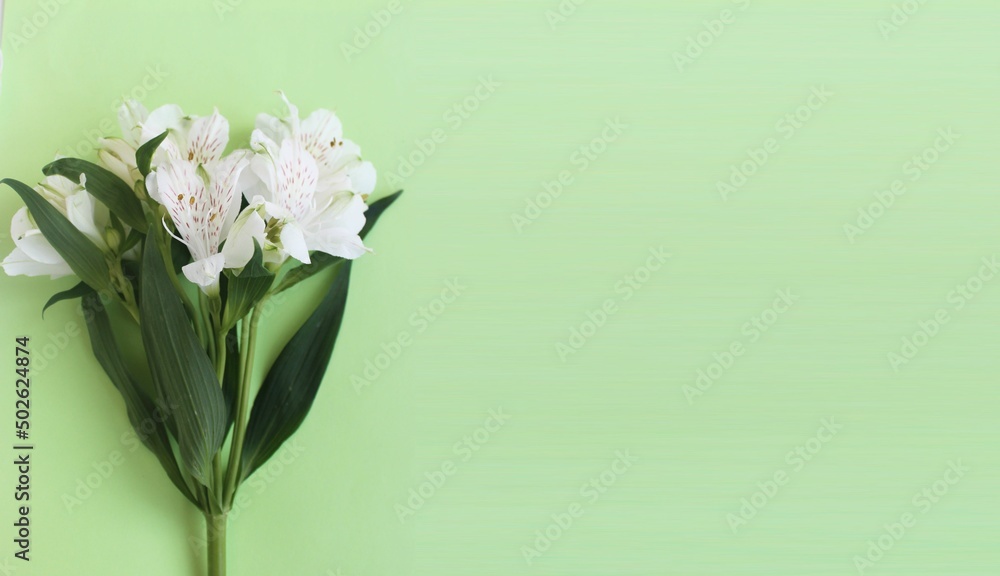 White flowers of alstroemeria on a light green background. Delicate floral arrangement. Background for a greeting card.