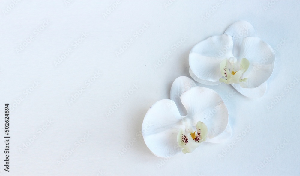 White orchid flowers on a white background. Delicate floral arrangement. Background for a greeting card. White orchid flowers on a white background. Delicate floral arrangement. Background for a greeting card.