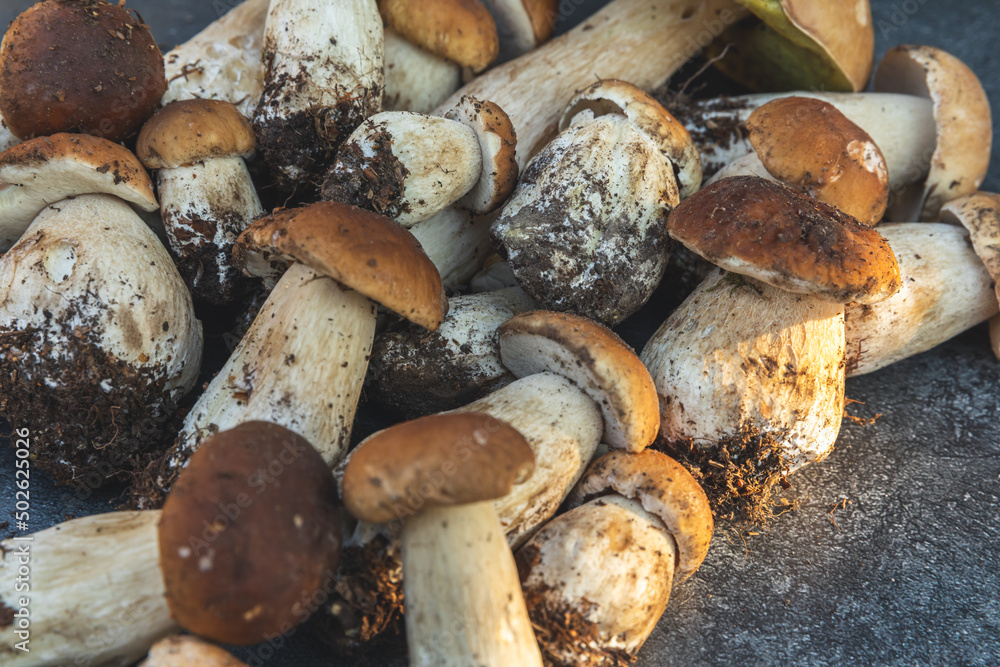 Autumn fall composition. Raw edible mushrooms Penny Bun on dark black stone shale background. Ceps over gray table. Cooking delicious organic mushroom gourmet food. Flat lay, top view Autumn fall composition. Raw edible mushrooms Penny Bun on dark black stone shale background. Ceps over gray table. Cooking delicious organic mushroom gourmet food. Flat lay, top view