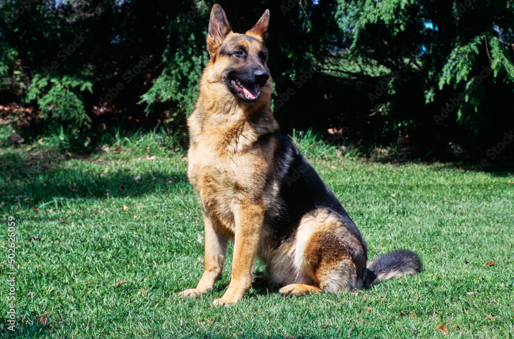 German shepherd sitting outside in grass German shepherd sitting outside in grass