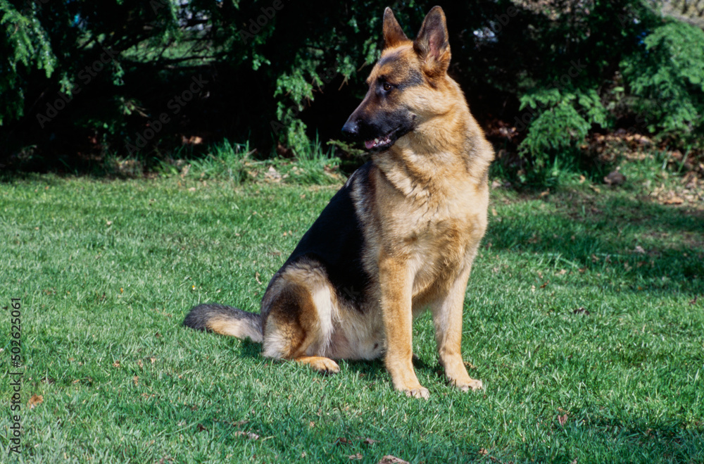 German shepherd sitting outside in grass