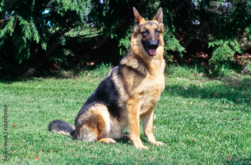 German shepherd sitting outside in grass German shepherd sitting outside in grass