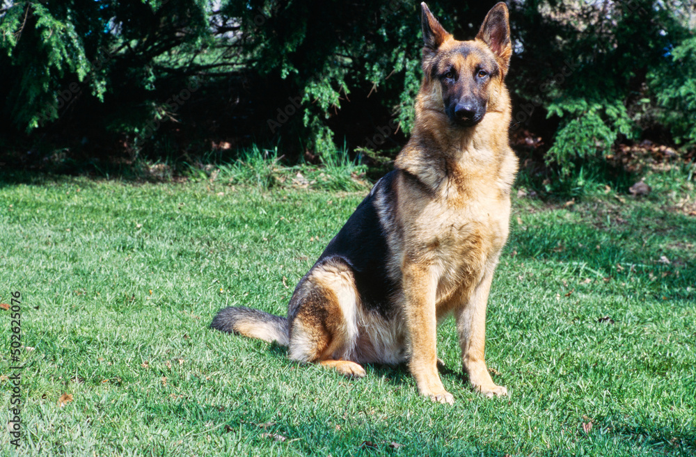 German shepherd sitting outside in grass German shepherd sitting outside in grass