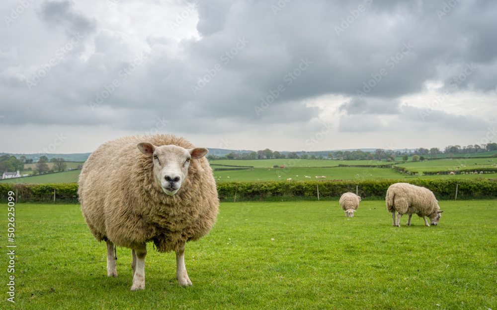 Naklejka premium Sheep standing in a field in North Wales