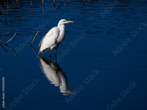 Great Egret with reflection standing in blue water © FotoRequest