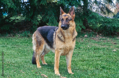 German shepherd standing outside in grass