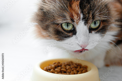 Photo cat in a bowl. Cat eats its own food. Feed the cat.