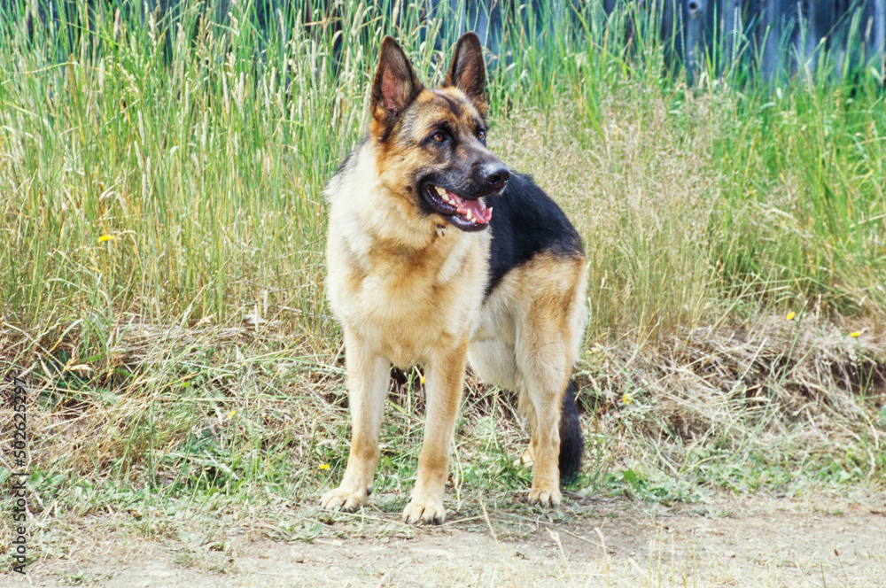 German shepherd outdoors in front of long grass German shepherd outdoors in front of long grass