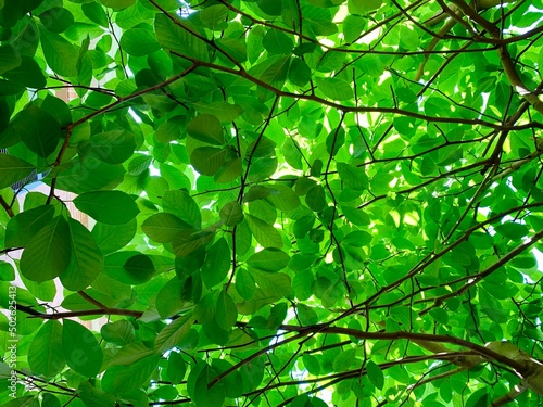 green leaves in sunlight