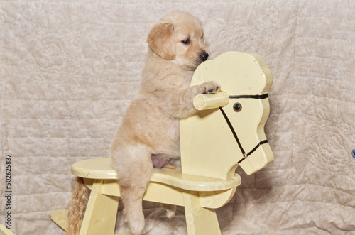 Golden Retriever puppy on rocking horse