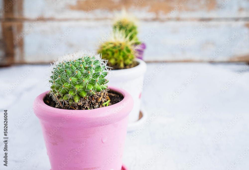 Cactus on a wooden table Cactus on a wooden table