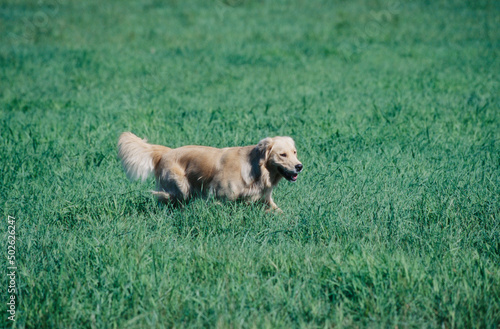 Wallpaper Mural Golden Retriever in field Torontodigital.ca