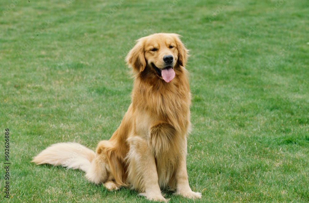 Golden Retriever in grass