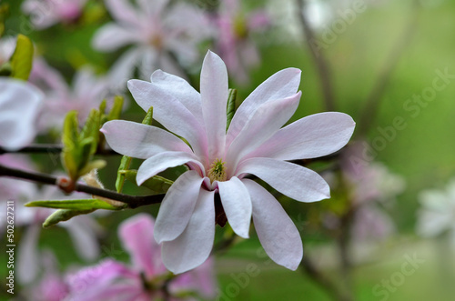 Pink star Magnolia (Stellata) 'Waterlily' flower blooming in the park . Close up photo. Gardening and landscaping concept. photo