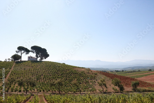 paysage espagne rioja , chemin serpentant a travers les vignobles , collines ,   vallons, sur la route de saint jaques de Compostelle 