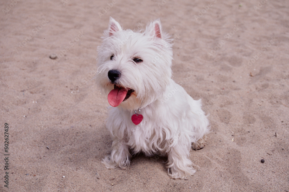West Highland White Terrier sitting in sand West Highland White Terrier sitting in sand