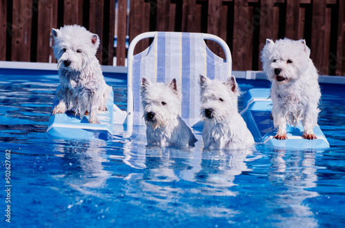 West Highland White Terriers outdoors on floaties in pool