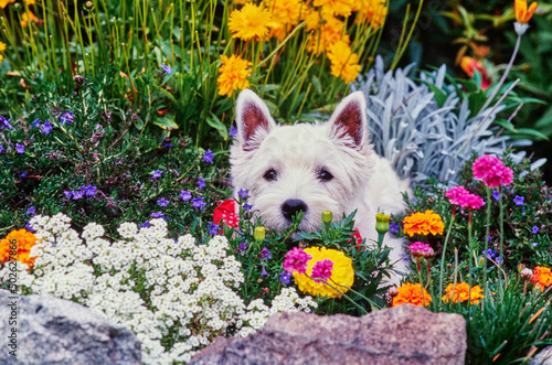 West Highland White Terrier in colorful flowers