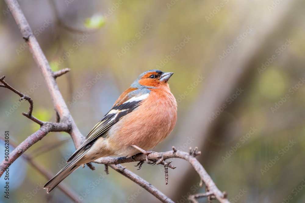 Common chaffinch, Fringilla coelebs, sits on a tree. Common chaffinch in wildlife. Common chaffinch, Fringilla coelebs, sits on a tree. Common chaffinch in wildlife.