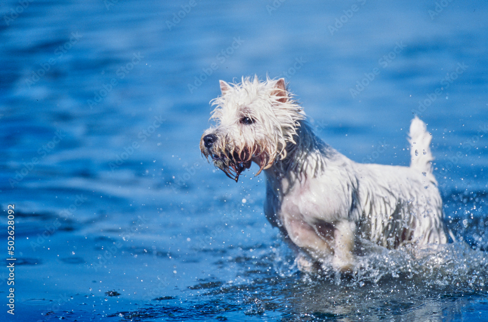 West Highland White Terrier running through water West Highland White Terrier running through water