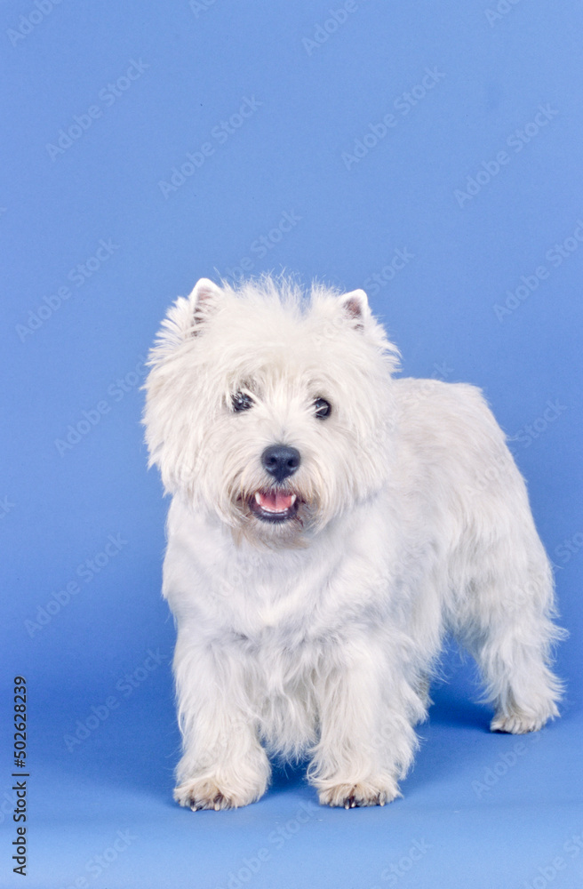 West Highland White Terrier on blue background West Highland White Terrier on blue background