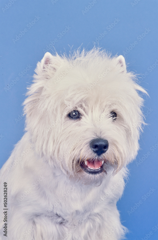 West Highland White Terrier on blue background West Highland White Terrier on blue background