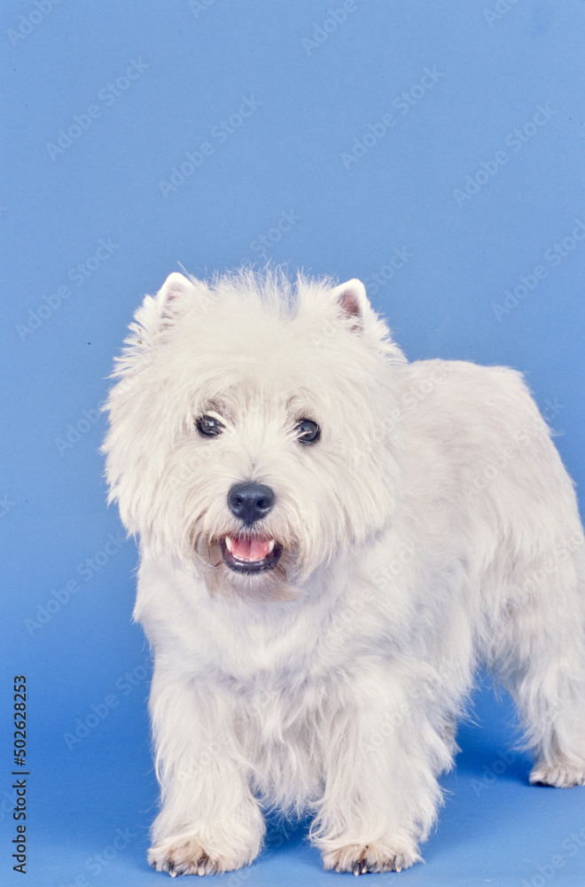 West Highland White Terrier on blue background West Highland White Terrier on blue background