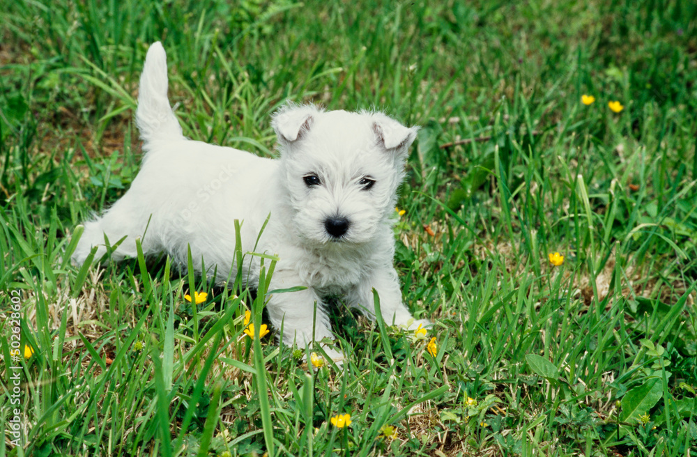 West Highland White Terrier puppy in grass
