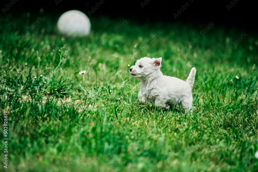 West Highland White Terrier puppy running in grass West Highland White Terrier puppy running in grass