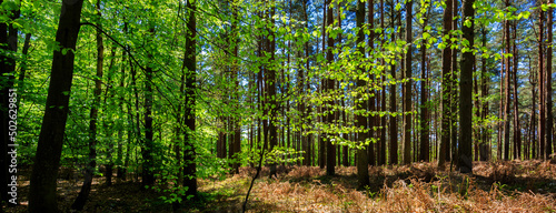 Panorama of forest woodland of pine and beech trees in the springtime