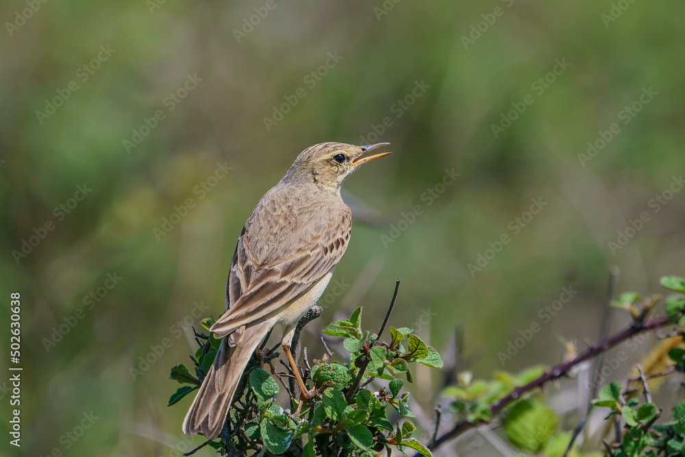 Tawny Pipit (Anthus campestris) perched on a tree branch Tawny Pipit (Anthus campestris) perched on a tree branch