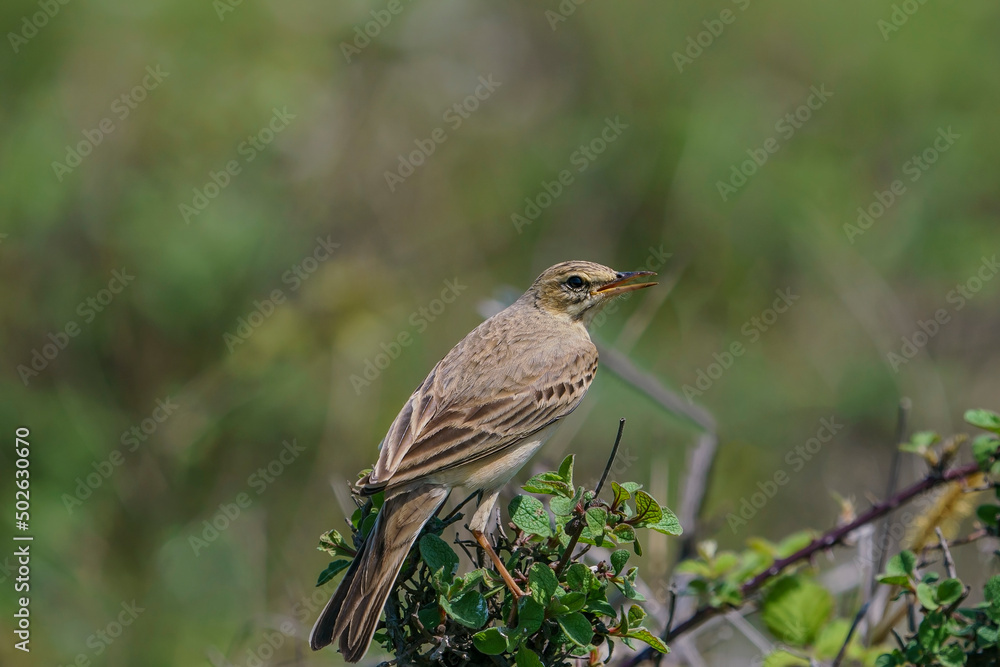 Tawny Pipit (Anthus campestris) perched on a tree branch