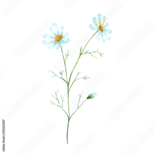 Watercolor Chamomile isolated on a white background.