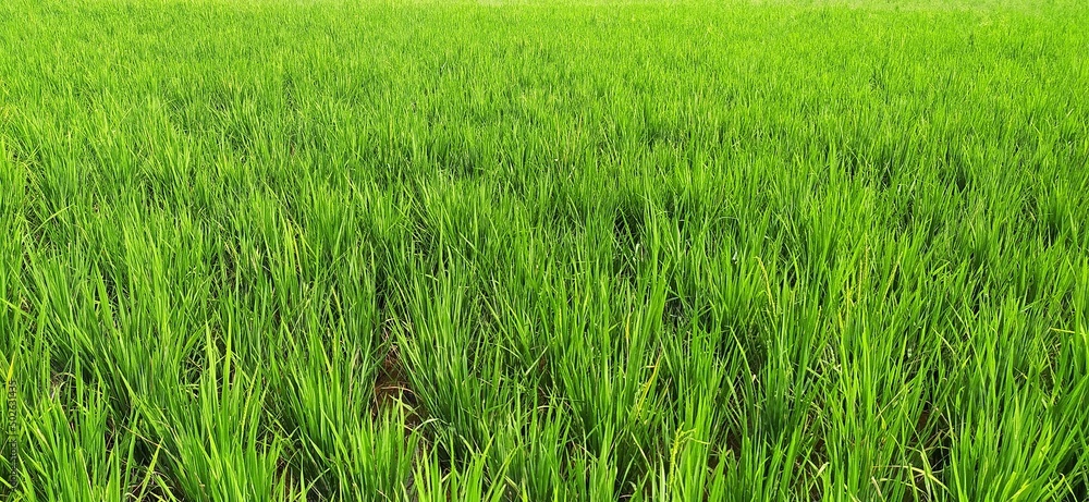 Beautiful scenic countryside view of a rural village thick rice plant farm field filled with young green rice plants. Horizontal closeup macro side view.