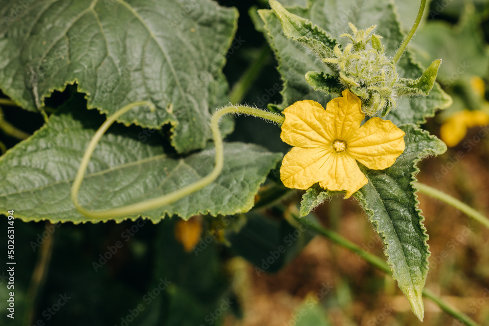 Ripening cucumbers in the garden. Cucumbers bloom with yellow flowers. Ripening cucumbers in the garden. Cucumbers bloom with yellow flowers.