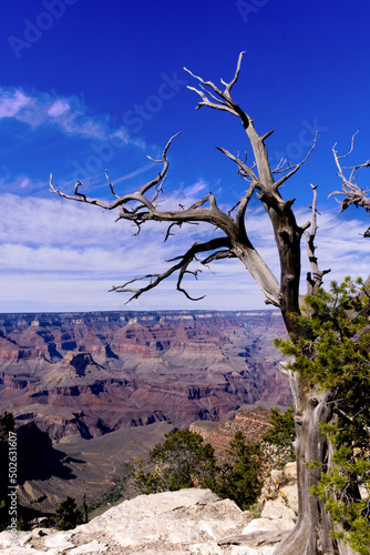 Grand Canyon - Rim Trail View photo