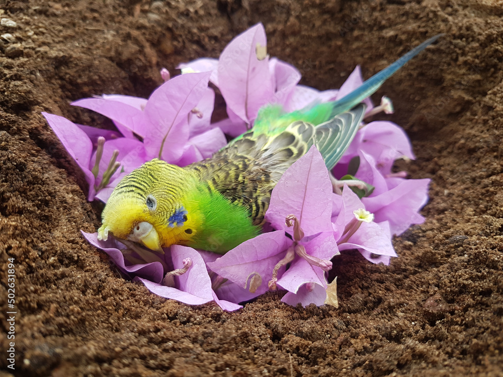 Burying dead body of sad sick green and yellow female budgie bird also known as budgerigar