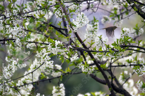 Ptak w locie na tle kwitnącego drzewa owocowego