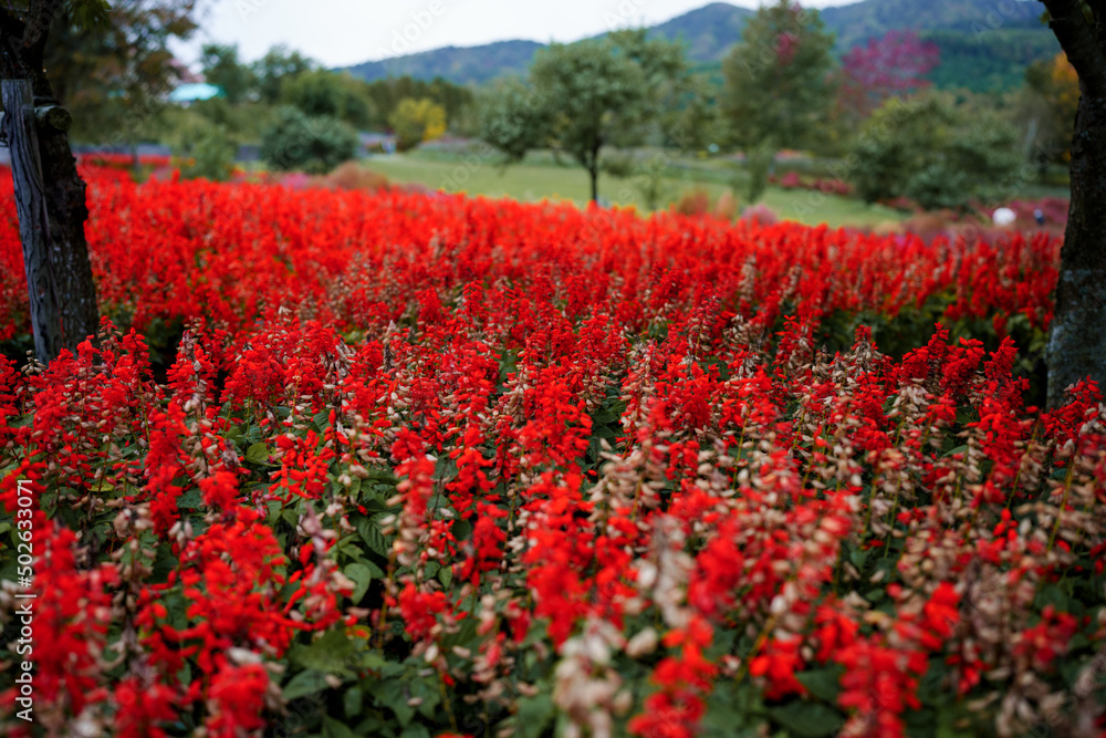 北海道由仁町のサルビアの花