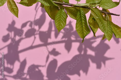 Natural branch shadows are blurred on light pink pastel color wall at home at sunrise.